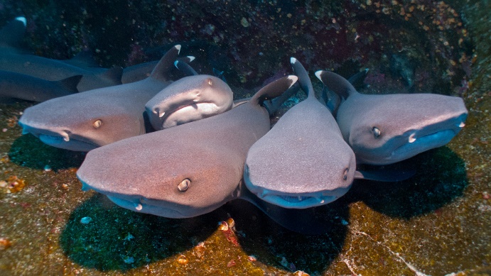 sharks-underwater