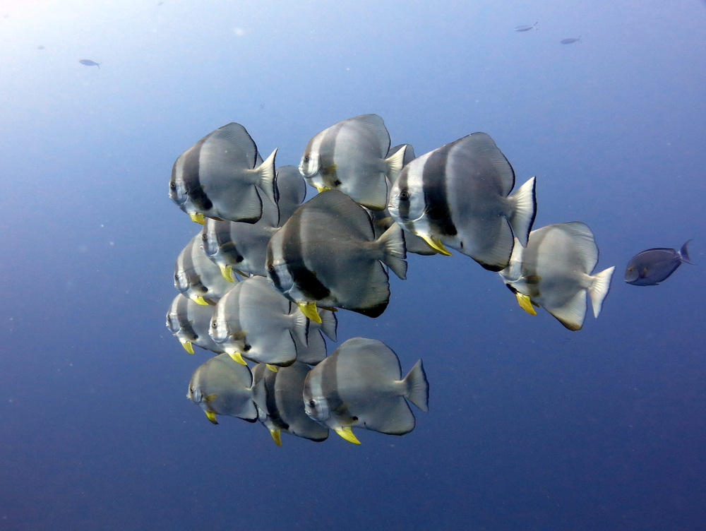 Longfin Batfish