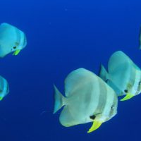 Batfish Header