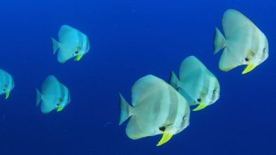 Batfish Header