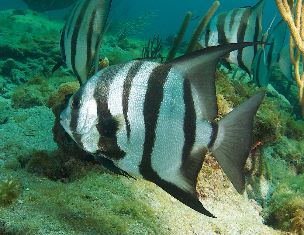 zebra batfish