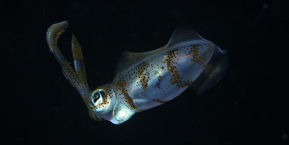 Night Diving - Squid