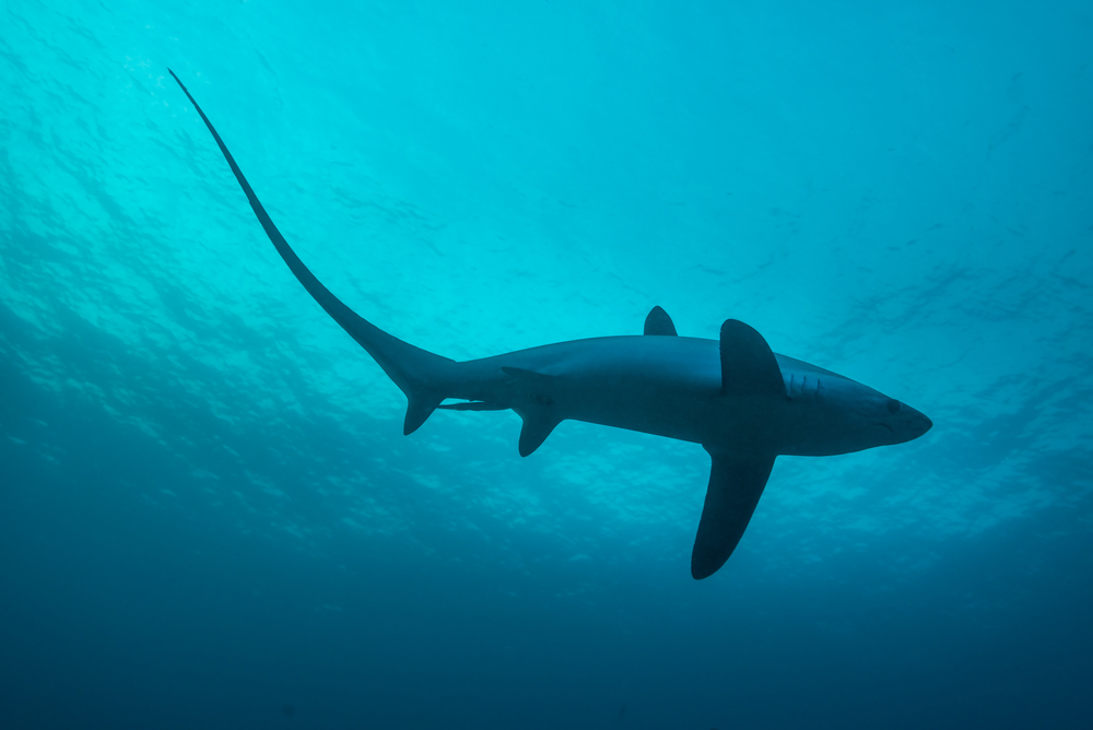 An elegant thresher shark silhouetted against the ocean surface in Monad Shoal, Malapascua, a top place to see this species 