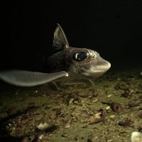 Ghost Shark