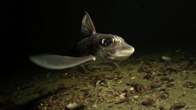 Ghost Shark