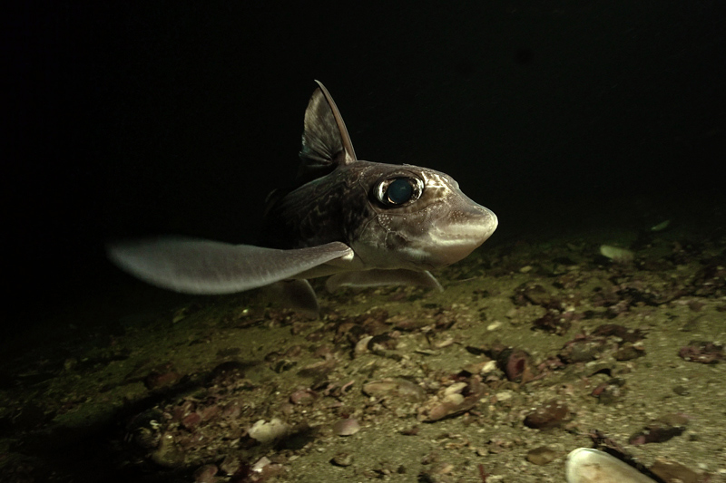 Ghost Shark