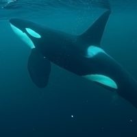 Curious Male Orca
