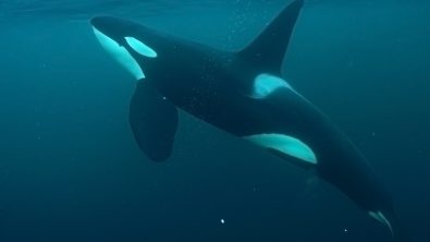 Curious Male Orca