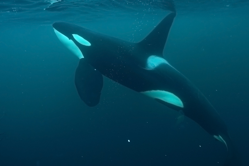 Curious Male Orca - diving calendar