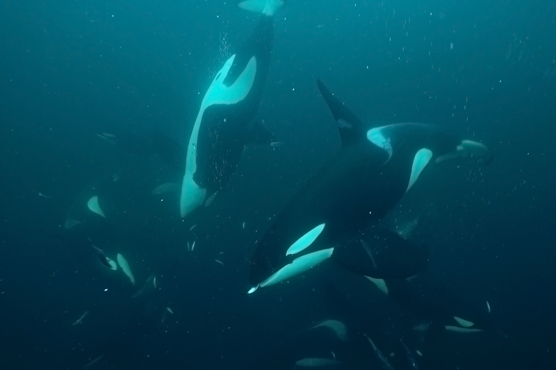 07 Feeding Orcas