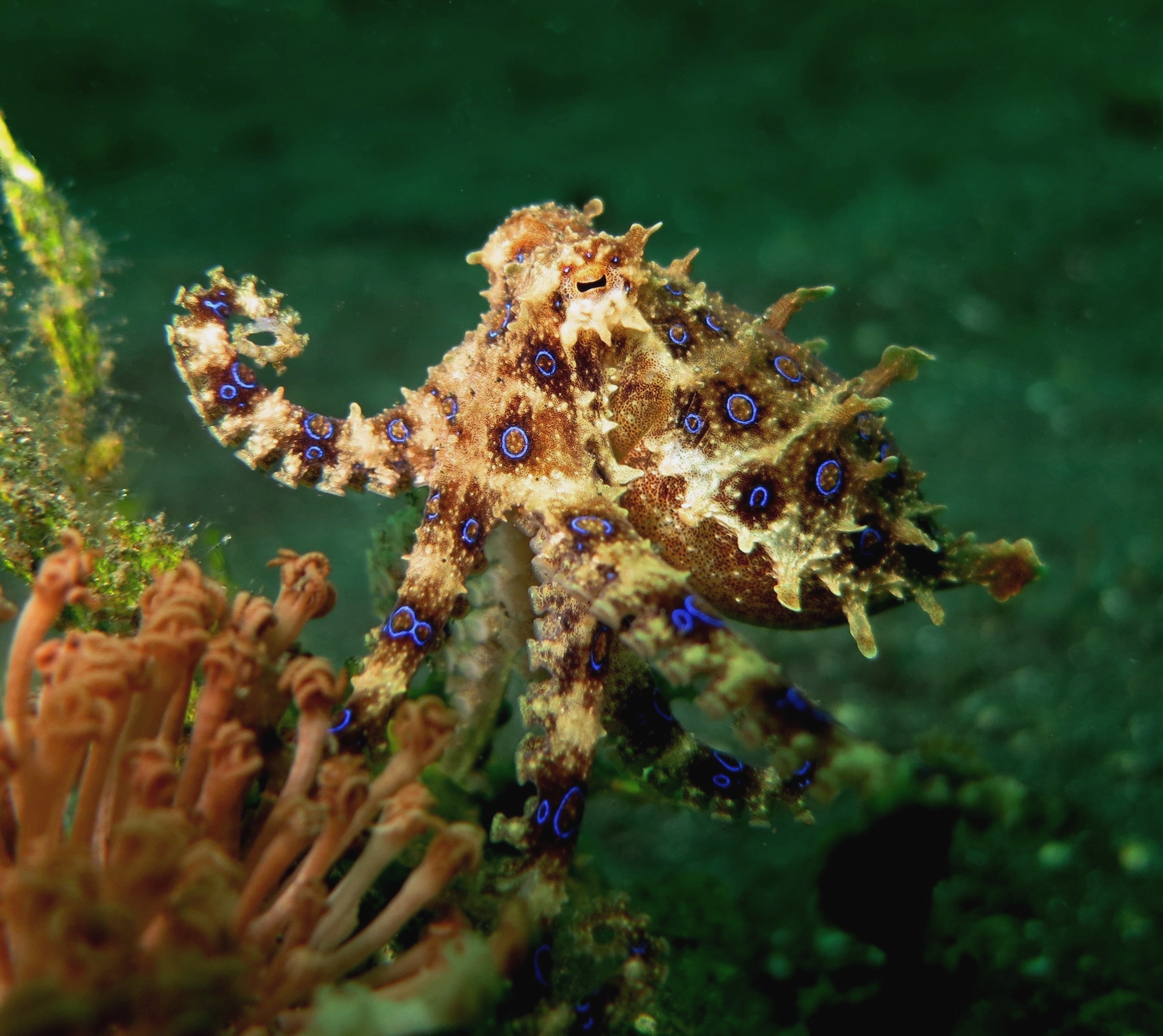 Macro Photography - Blue-ringed octopus