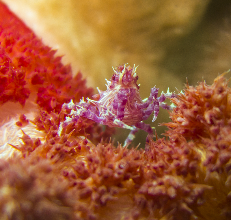 Macro Photography - Candy crab