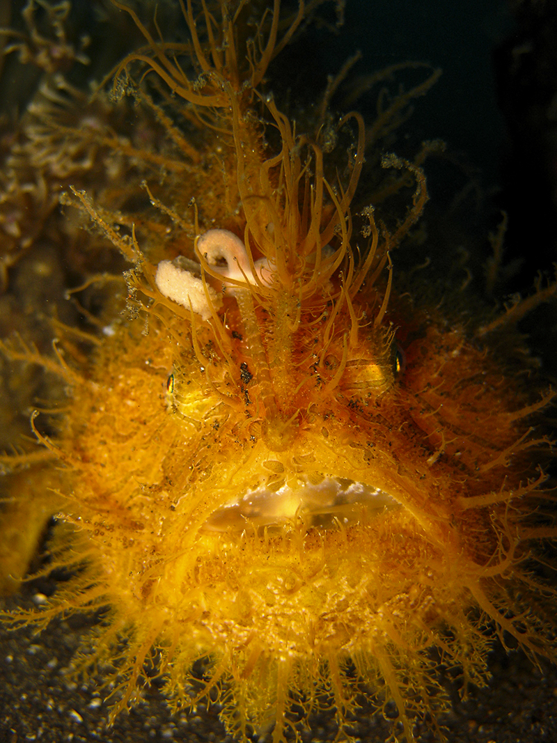 Macro Photography - Frogfish Hairy