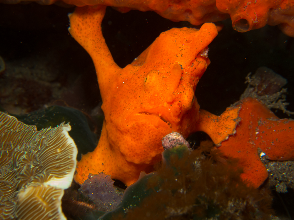 Macro Photography - Frogfish Painted