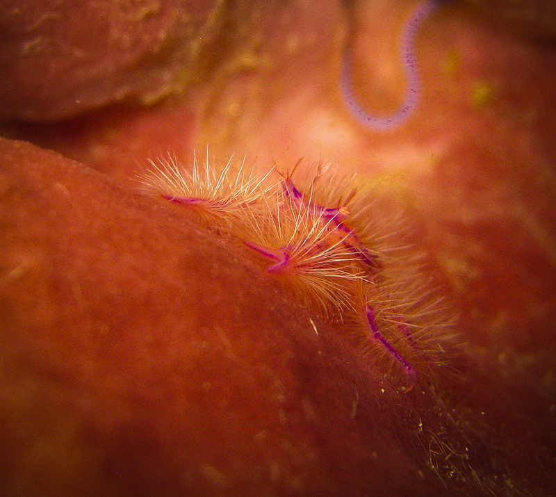 Macro Photography - Hairy Squat Lobster