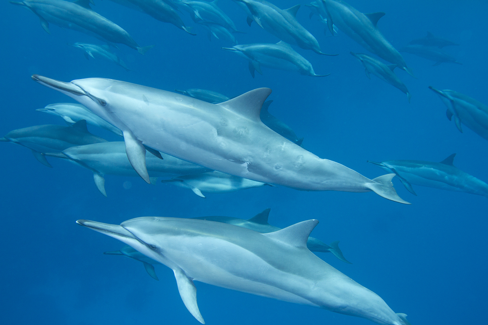 Hawaiian-spinner-dolphins