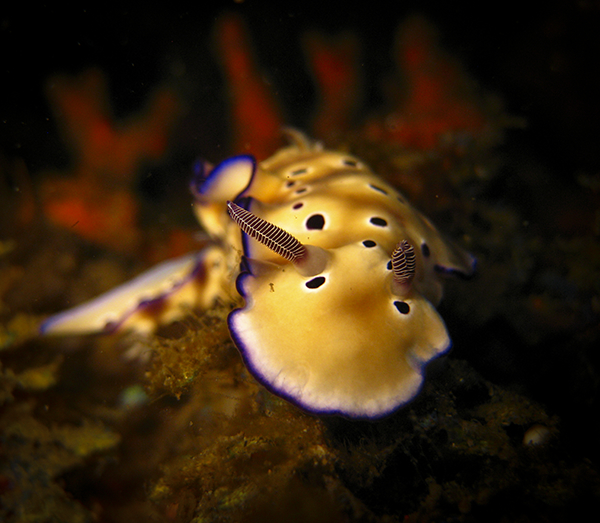 Macro Photography - Nudibranch Chromodoris