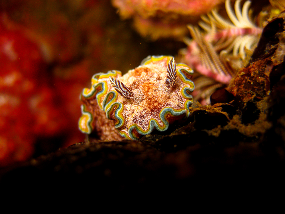 Macro Photography - Nudibranch - Girdled Glosodoris