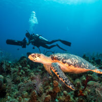 A turtle swims in the foreground, while a diver uses a dpv behind