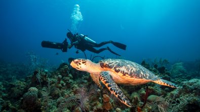 A turtle swims in the foreground, while a diver uses a dpv behind