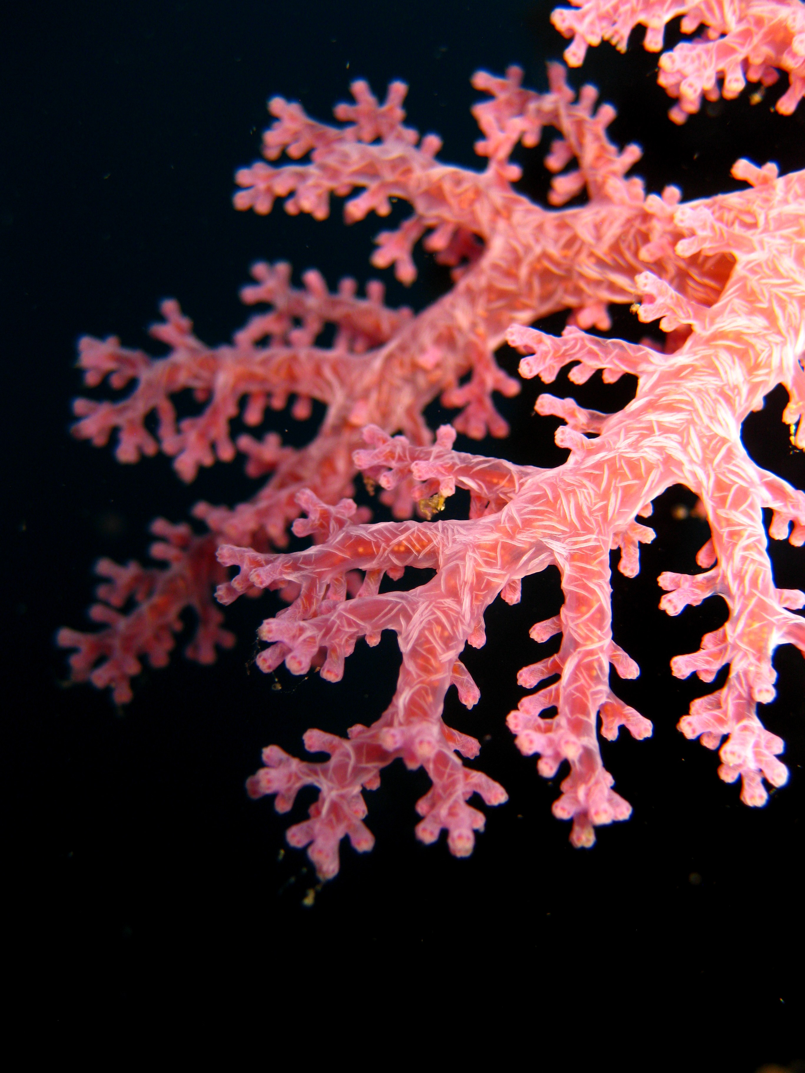 Macro Photography - Soft coral