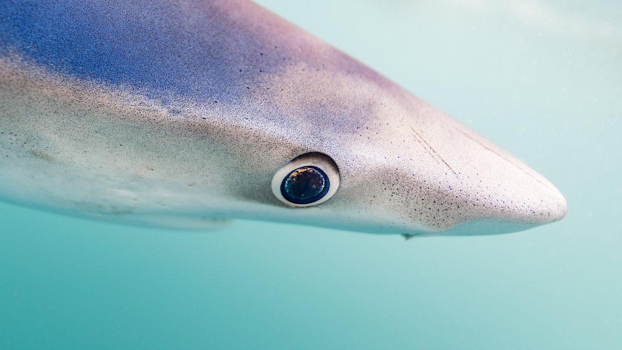 Blue Shark