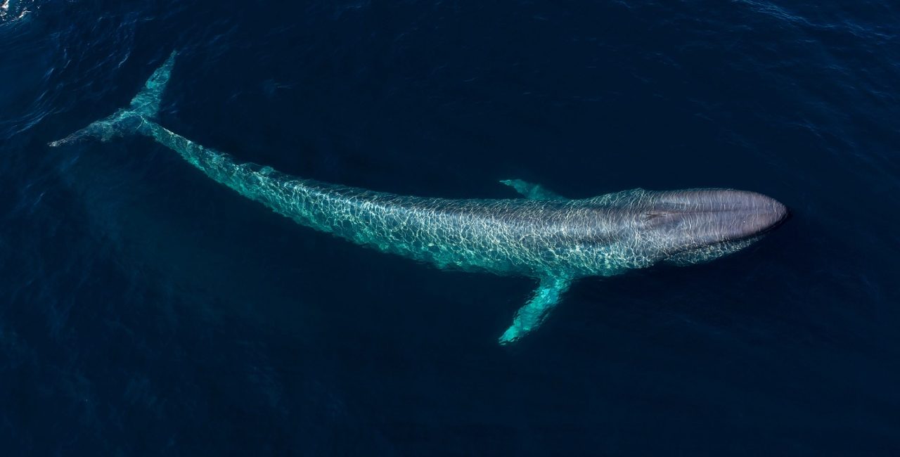 The World’s Best Places for Whale Watching and Swimming With Blue Whales