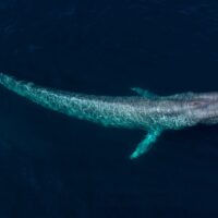 blue whale watching - where to see blue whales