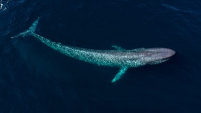 blue whale watching - where to see blue whales