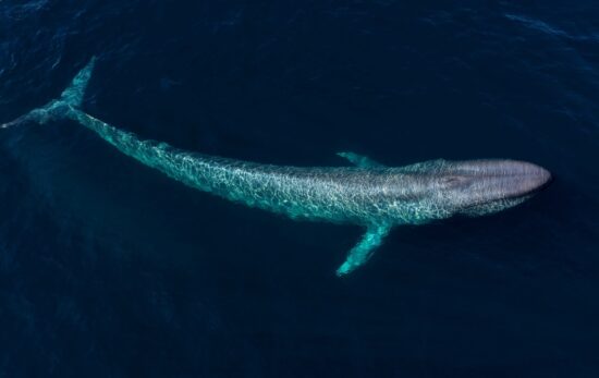 blue whale watching - where to see blue whales