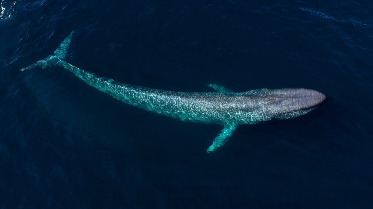 A giant blue whale swimming near the surface of the ocean which is a bucket list sight on whale watching tours