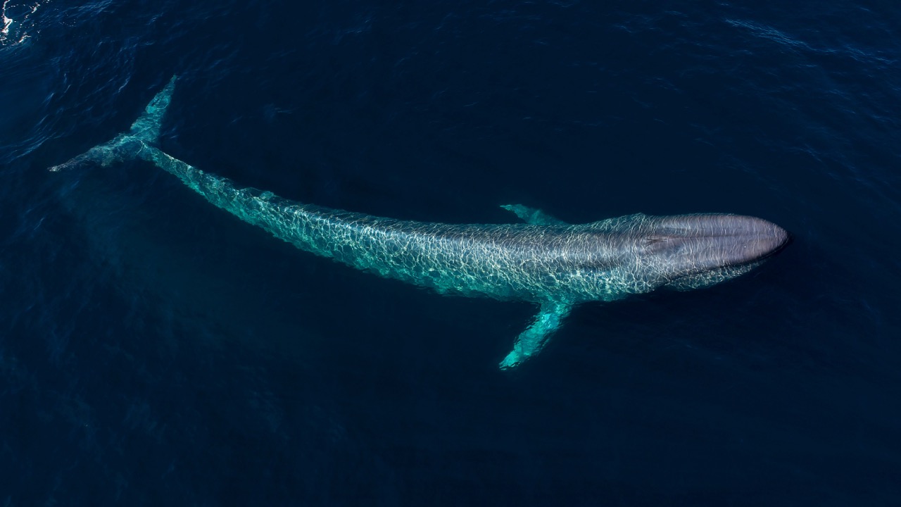 Blue Whale Watching & Swimming - The World's Best Places