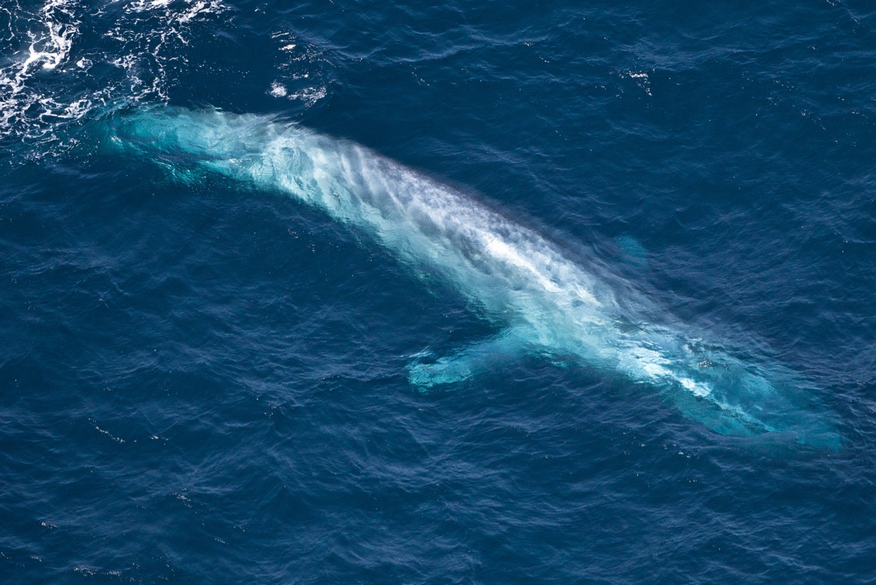 blue whale watching - a blue whale swims near the surface