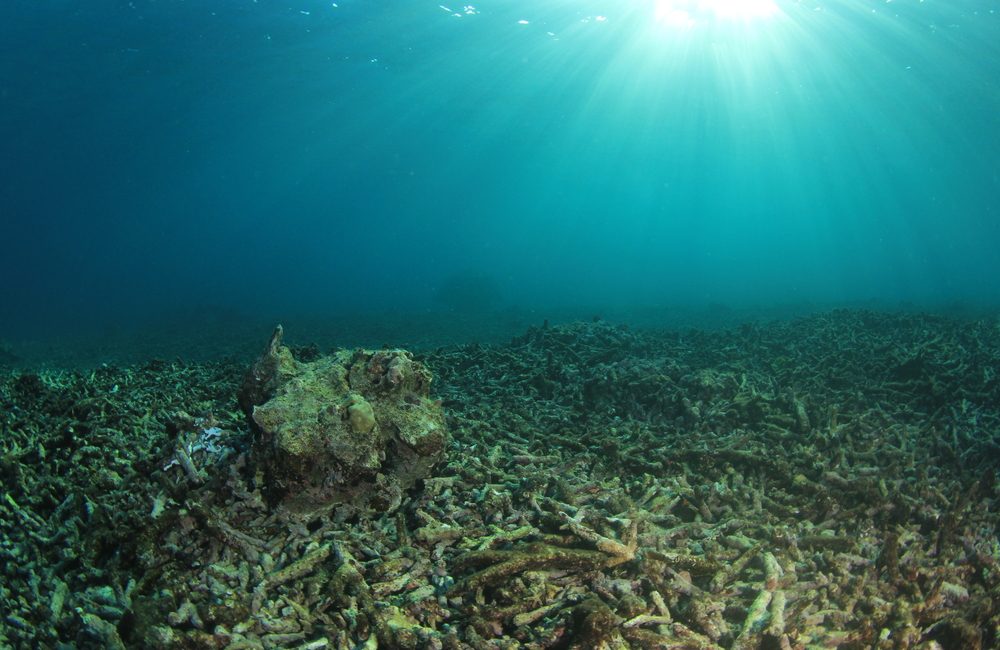 Ocean Acidification – Double Whammy for Coral Reefs