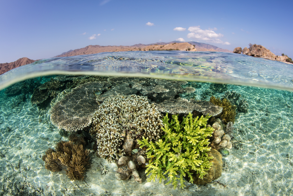 healthy-coral-reef-indo