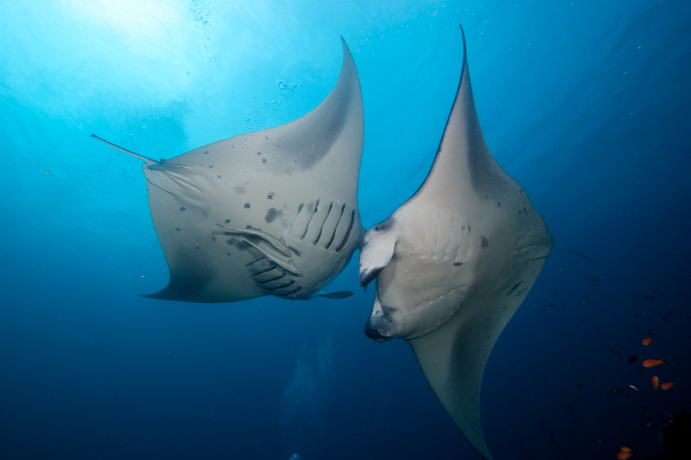 Manta Rays