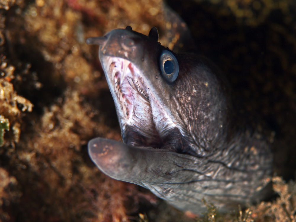 A moray eel pops his head out of the rocky coral reef in Baja California