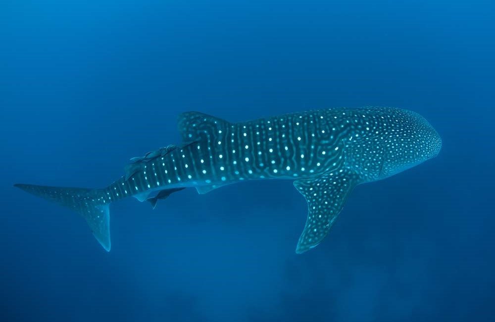 Ningaloo Reef – Australia’s Home of Whale Sharks