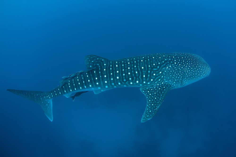 Ningaloo Reef Whale Shark