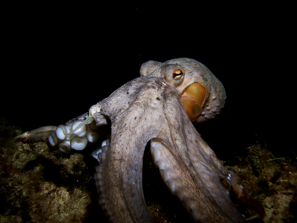 octopus-ibiza-night