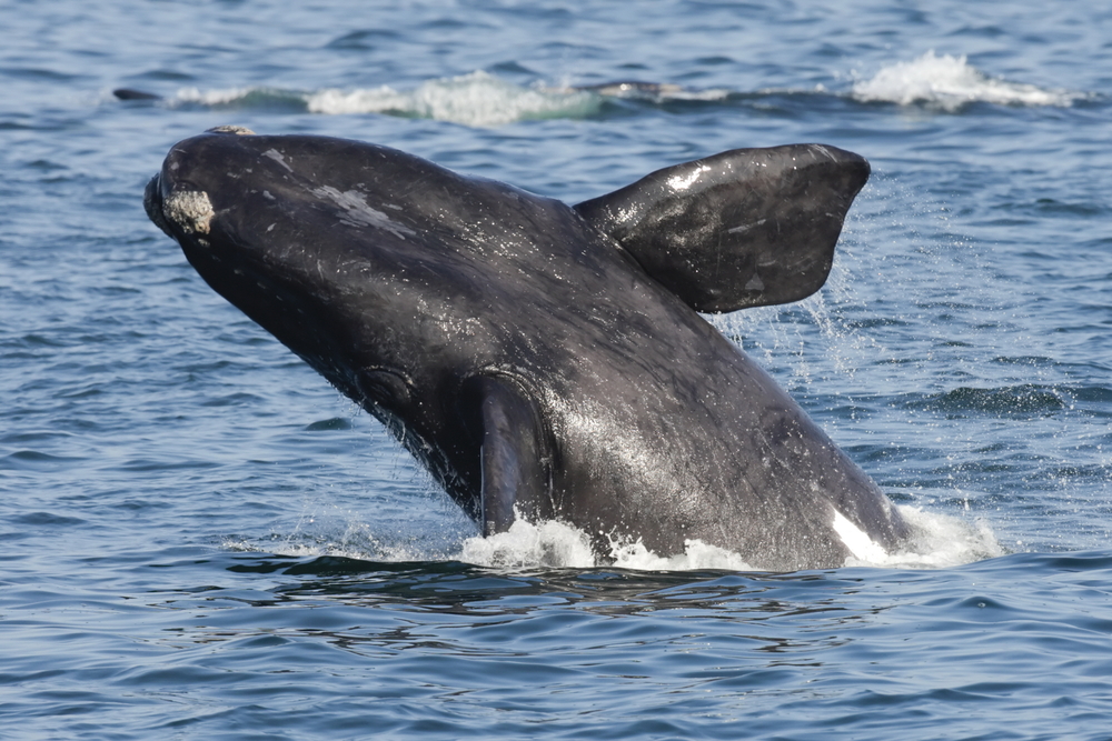 Whale - South Africa