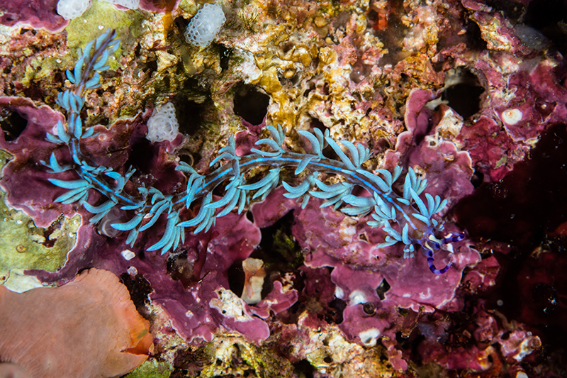 marine life - singapore