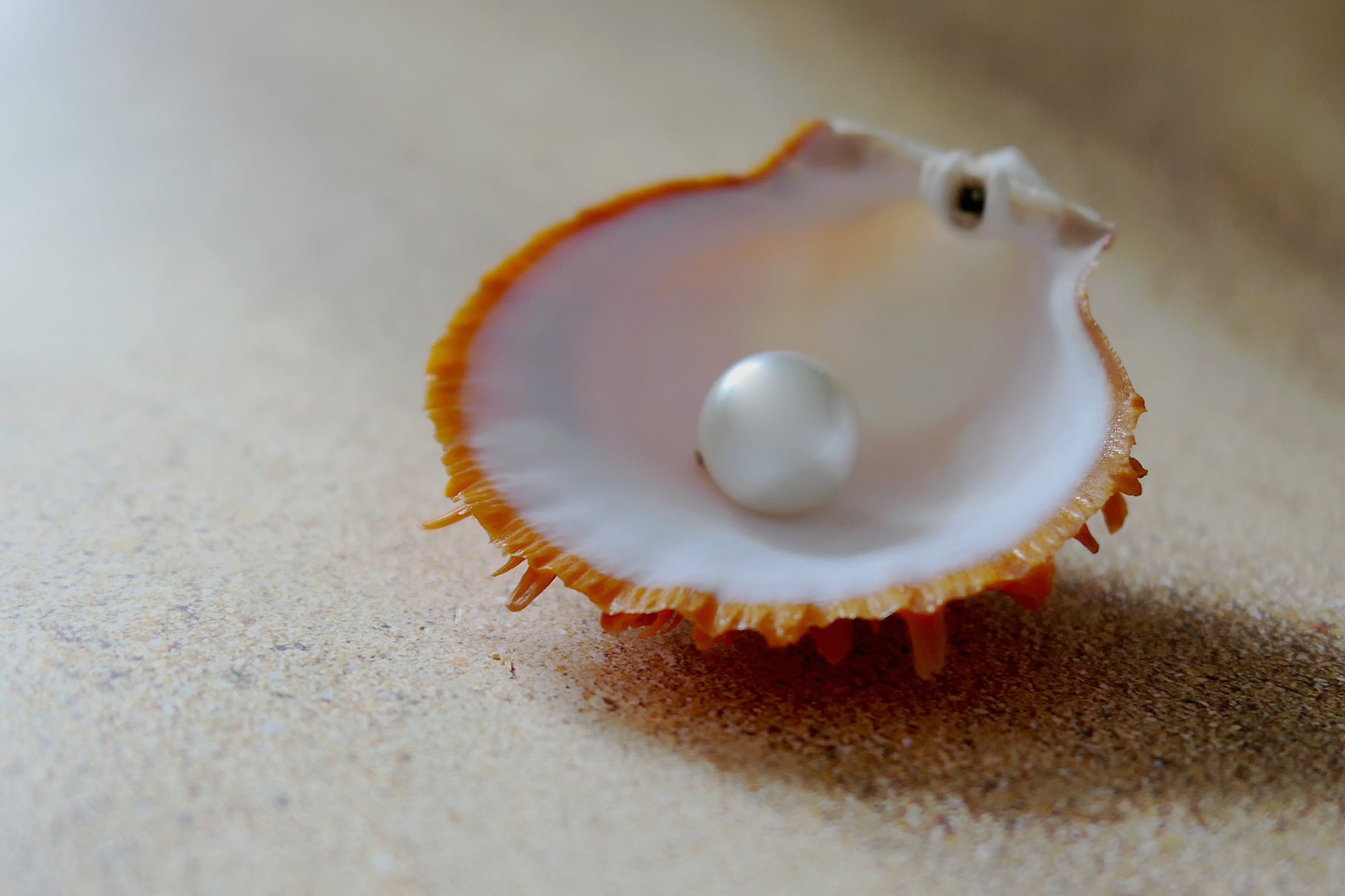 Image of a shell with a pearl in it