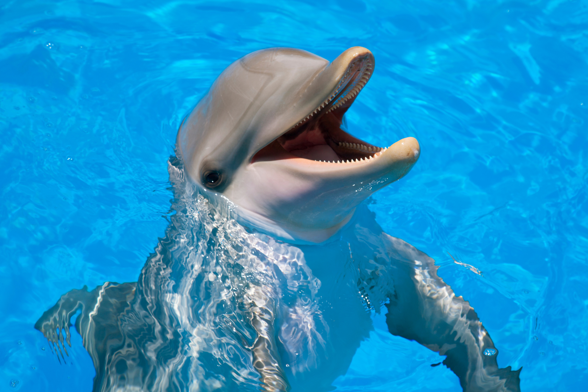 Image of dolphin with its mouth open