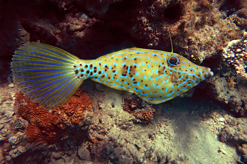 marine life - singapore