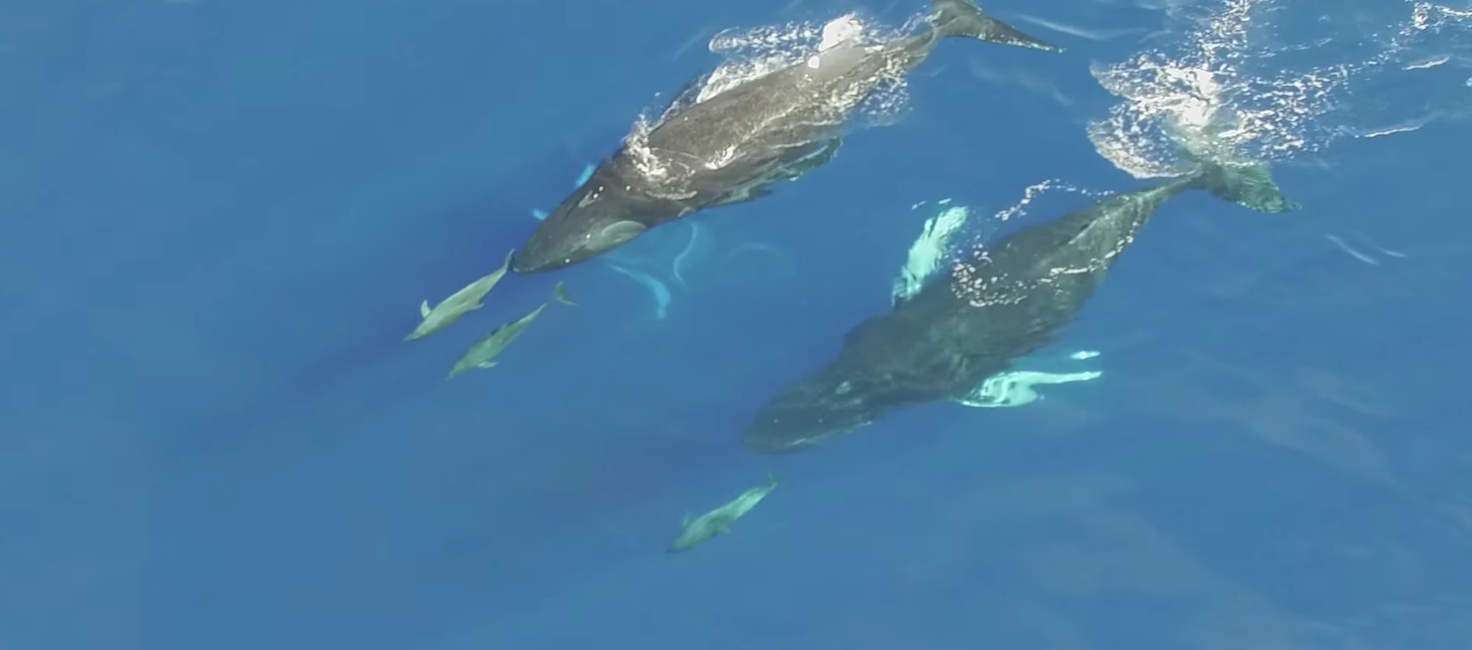 Humpback Whales Swimming with Dolphins in Hawaii