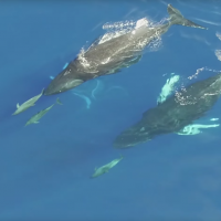 Humpback whales swim with dolphins