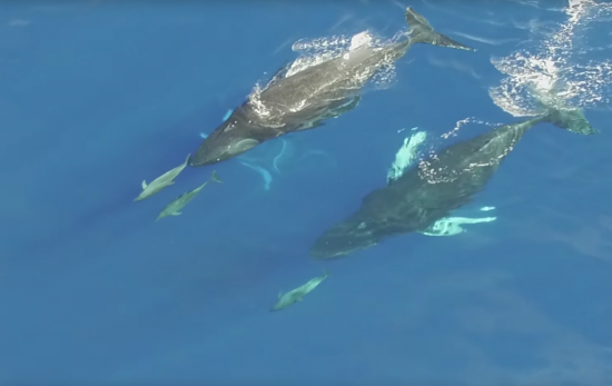 Humpback whales swim with dolphins