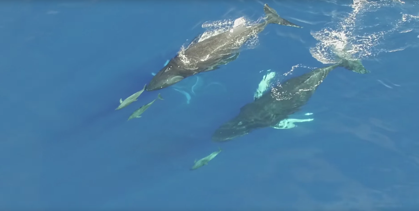 Humpback Whales Swimming With Dolphins In Hawaii