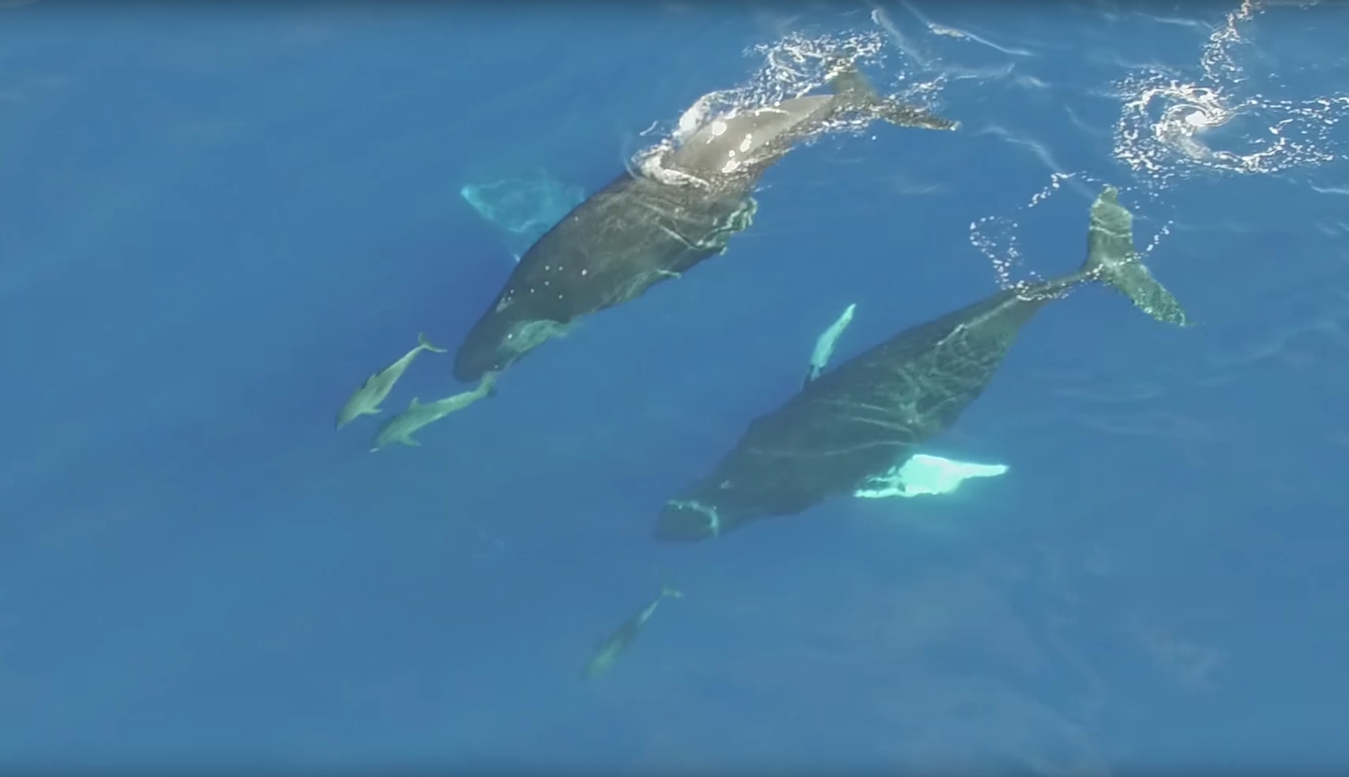 humpback whales, dolphins, hawaii